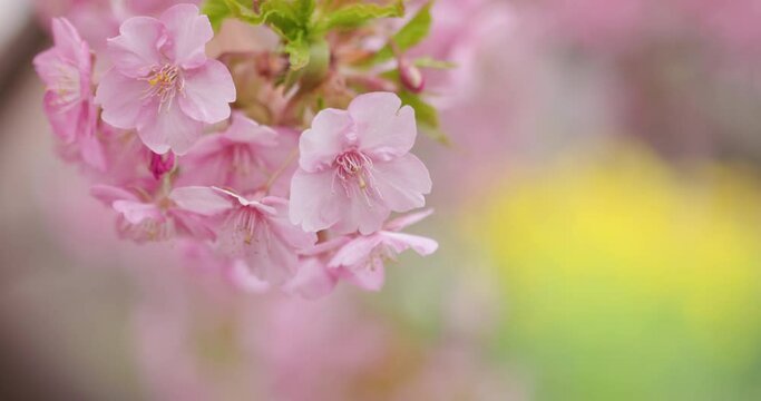 風に揺れる満開の桜の花