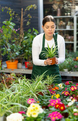 Woman florist in apron holding pot with chlorophytum crested in flower shop
