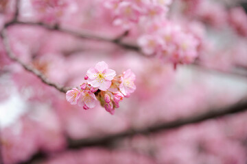 Fototapeta premium 川沿いの河津桜