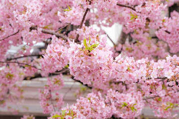 川沿いの河津桜
