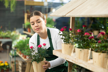 Female gardener tending to potted rose in container garden