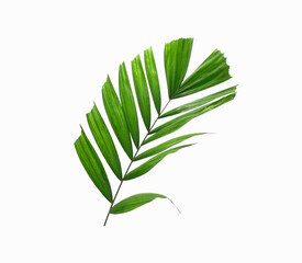 Palm leaf isolated on white background. Tropical green plam leaf. plam leaves