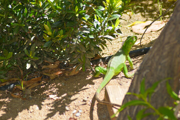 A view on the bright Green Iguana (Iguana iguana) near the tree .	