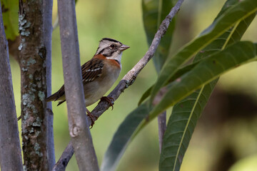 A Rufous-collared Sparrow also known as Tico-tico perched on the branch. Species Zonotrichia capensis. Birdwatcher. Bird lover. Birding.
