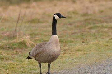 Canada Goose
