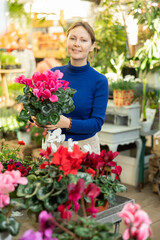 visitor to flower shop enthusiastically examines large flowers and buds of cyclamen