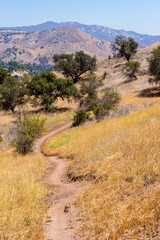 Dry grassy hills and large oak trees during the summer months in Calabasas, California.
