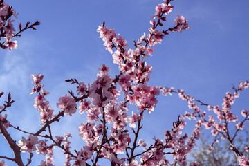 Pink Cherry Blossoms tree branch 