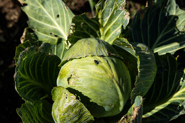 Urban vegetable garden, cabbage seen from above with a fly resting on the leaves.