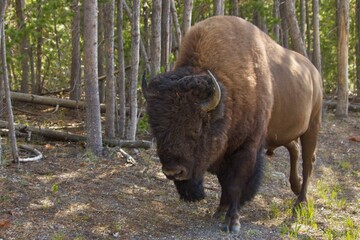 american bison in park