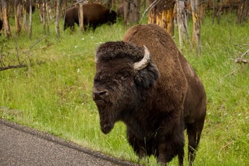buffalo looking at me