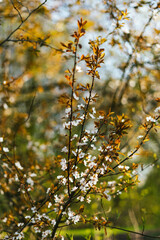 Cherry blossoms in spring Background