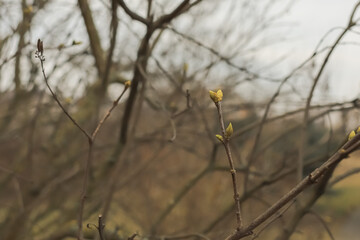 Buds on a tree. Awakening of nature. Spring time. A warm day. Good weather. March in the city park. A young tree. Buds on a tree in early spring. 