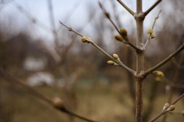 Buds on a tree. Awakening of nature. Spring time. A warm day. Good weather. March in the city park. A young tree. Buds on a tree in early spring. 