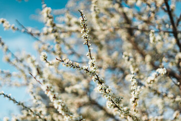 Obraz premium Cherry blossoms in spring Background