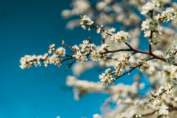 Cherry blossoms in spring Background