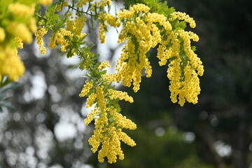 Cootamundra wattle ( Acacia baileyana ) flowers. Fabaceae evergreen tree native to Australia. Yellow flowers bloom from February to March.