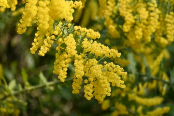 Cootamundra wattle ( Acacia baileyana ) flowers. Fabaceae evergreen tree native to Australia. Yellow flowers bloom from February to March.