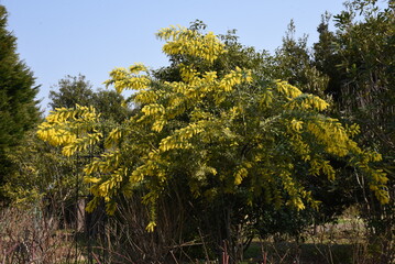 Cootamundra wattle ( Acacia baileyana ) flowers. Fabaceae evergreen tree native to Australia. Yellow flowers bloom from February to March.