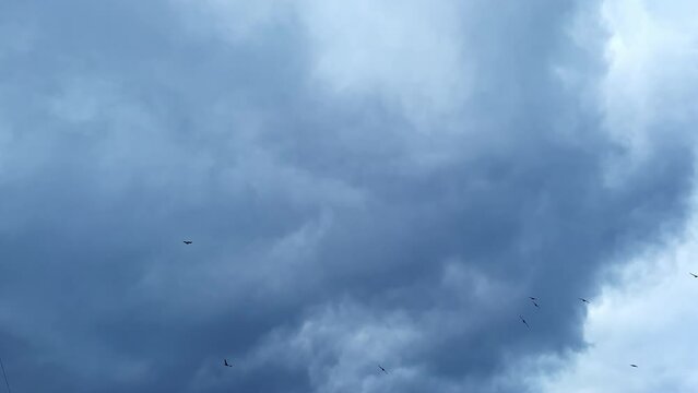 Flock of birds flying away. Black silhouettes of pigeons in the backdrop of dramatic rainy grey clouds from low angle perspective.