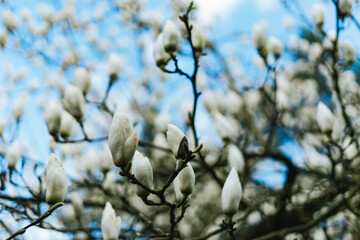 Beautiful magnolia flowers in Germany