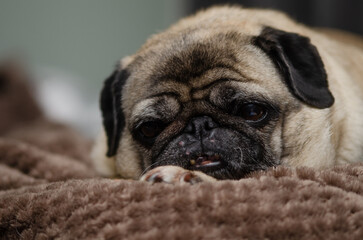 pug sleeping on the couch