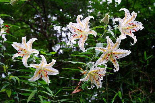 ヤマユリ、花、ユリ、百合の花、白い花、白、山百合、Lilium auratum、多年生植物、日本、夏、芳香、リョウリユリ、山、山ゆり、山ユリ、ゆり、野外、自然、ナチュラル、自生、野山、野生、