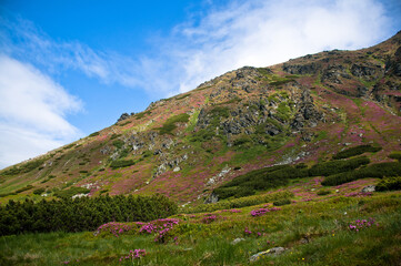 Pietrosul Rodnei and the pink flowers