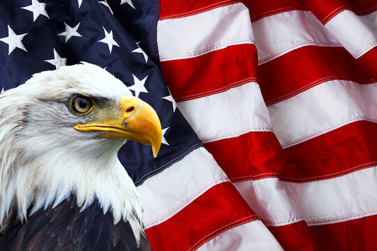 North American red eagle on American flag
