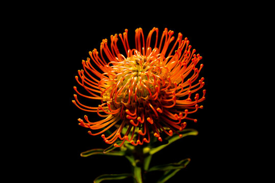 Rote Pincushion Protea Blume vor schwarzem Hintergrund
