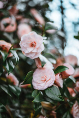 Fototapeta na wymiar Pink Camellia japonica, known as common camellia, or Japanese camellia
