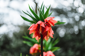 Fritillaria imperialis, the crown imperial, imperial fritillary or Kaiser's crown