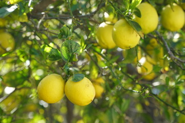 Fresh yellow lemon limes on tree in organic garden