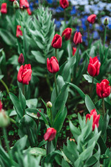 Tulipa gesneriana, the Didier's tulip or garden tulip, is a species of plant in the lily family
