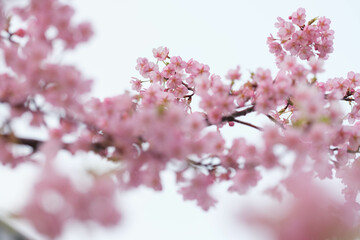 河津桜の花が一足早く満開に。もう春はそこまで。背景を処理し、花びらの透明感を撮影