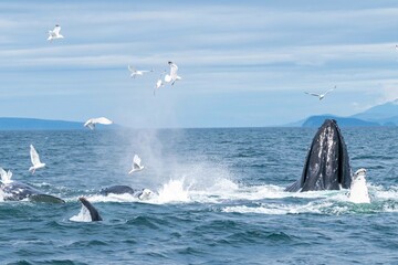 action shot of birds and humpback whales feeding on fish in alaska - obrazy, fototapety, plakaty