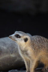 Isolated meerkat against a dark background