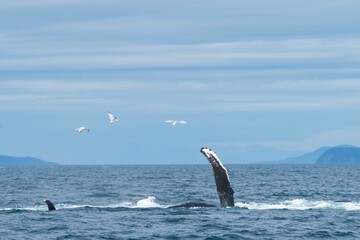 Fototapeta premium amazing photo of humpback whale flipper coming out of the water