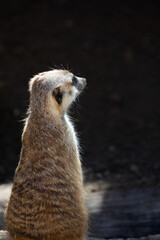 Isolated meerkat against a dark background
