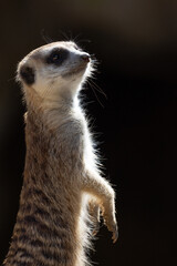 Isolated meerkat against a dark background