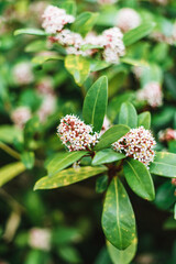 Skimmia japonica, the Japanese skimmia is a species of flowering plant in the family Rutaceae