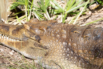 Obraz premium Close-up of a tomistoma resting in the sun