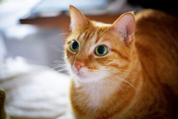 Garfield like cat portrait