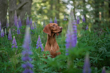 dog in lupins. Hungarian vizsla in flowers. Pet in nature outdoors