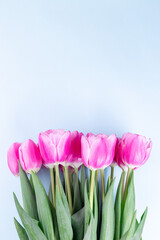 Beautiful pink tulips in on blue background, vertical, copy space, top view
