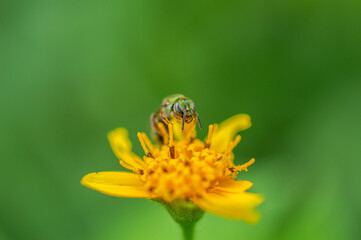 bee on flower