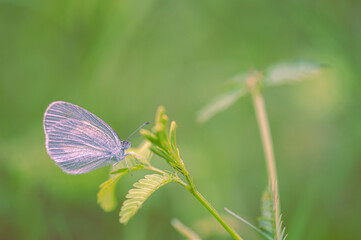 butterfly on grass with green background