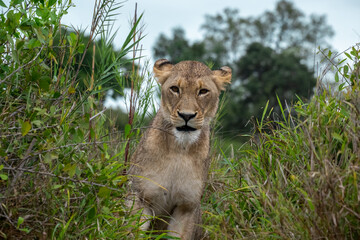 Lioness Emerging from the Bush