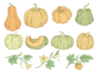 Set of pumpkins. Autumn leaves, whole and sliced vegetables. Farming and harvesting in fall season. Thanksgiving time. Botanical plants. Cartoon flat vector illustrations isolated on white background