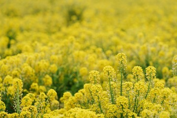 菜の花畑